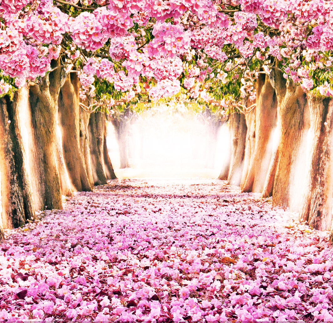 CHERRY BLOSSOM BACKDROP - Twins Print